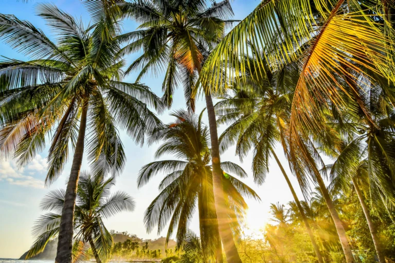 Palm trees on Samara beach